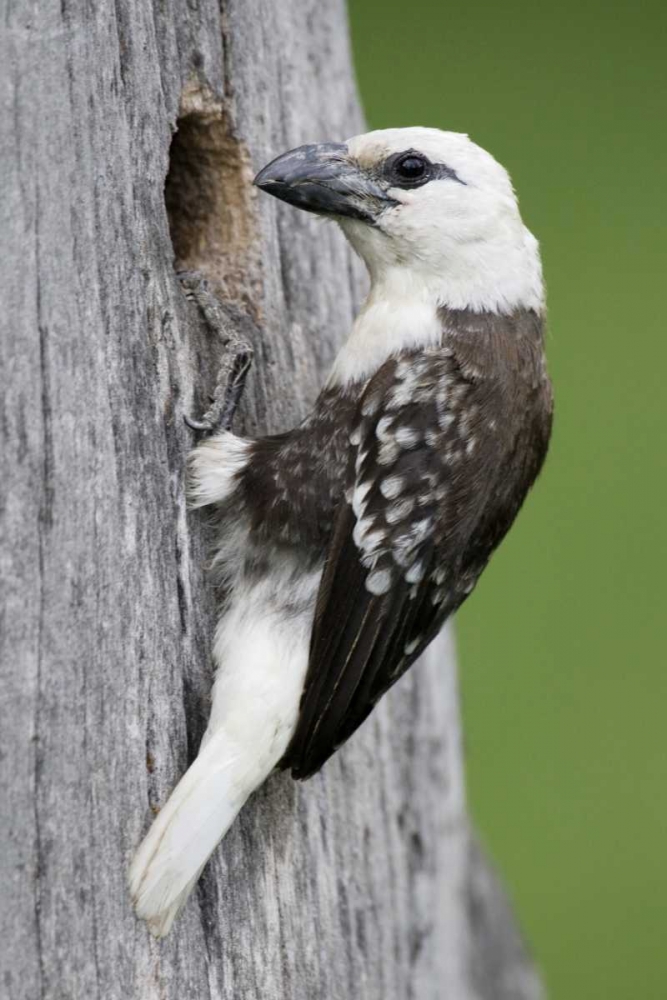 Kenya, Lake Naivasha White-headed barbet at nest